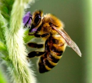 Abelha DecioGazzoni 4 flor soja