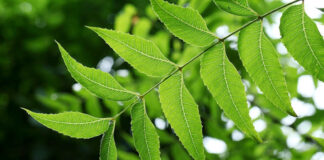 BPBES mapeia as espécies exóticas invasoras (EEI) presentes em território brasileiro