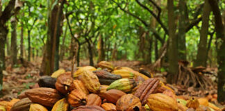 Projeto avalia os insetos polinizadores do cacau em diferentes sistemas de produção