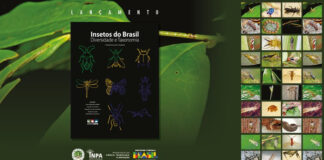 Nova edição do livro Insetos do Brasil amplia conhecimento sobre fauna de insetos brasileiros
