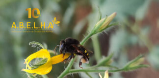 A.B.E.L.H.A. completa 10 anos como referência em ciência das abelhas no Brasil e lança site comemorativo