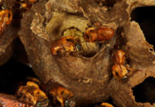 Abelhas-sem-ferrão buscam flores nas matas, mesmo distantes, revela estudo