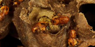Abelhas-sem-ferrão buscam flores nas matas, mesmo distantes, revela estudo