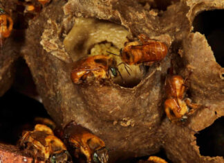 Abelhas-sem-ferrão buscam flores nas matas, mesmo distantes, revela estudo