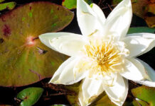 Plantas aquáticas servem como “motel” para algumas espécies de besouro