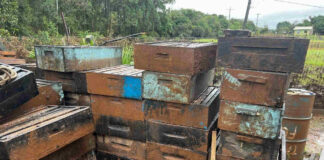 Expedição mapeia perda de abelhas no Rio Grande do Sul