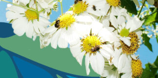 A COP16 e a conservação da biodiversidade: um olhar para as abelhas e o futuro da humanidade