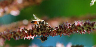 Mel da florada do açaí possui altos teores de compostos antioxidantes