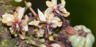 Pesquisadores planejam adestrar abelhas-sem-ferrão para polinizar cacau