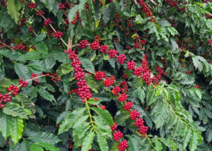 cafe Gustavo Facanalli