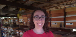 Abelhas: sem elas, o agro não seria o mesmo