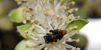 Extrato de própolis mostra ação antiviral contra zika, chikungunya e mayaro