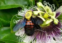 Mais calor e menos polinização: o impacto das mudanças climáticas sobre as abelhas
