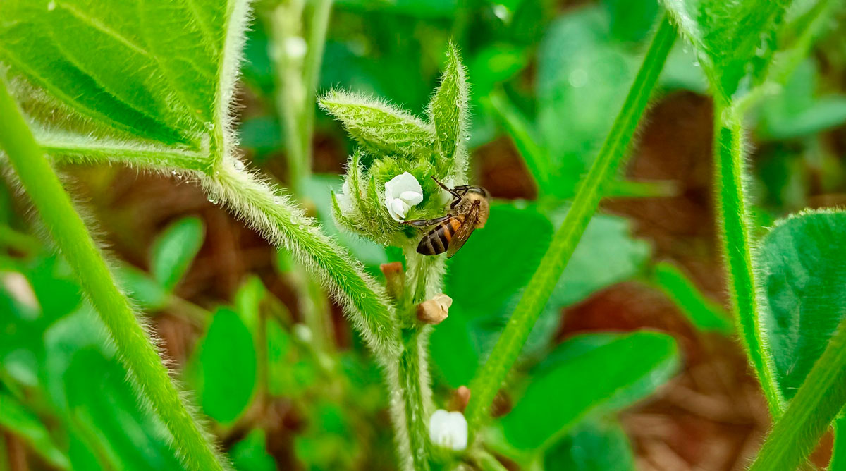 abelha em flor de soja