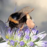 Pesquisadores debatem sobre a chegada de Bombus terrestris ao Brasil no XIV Encontro sobre Abelhas