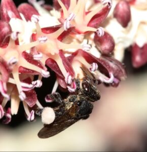 abelha canudo polinizando flor de acai