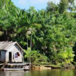 COP30: Abelhas nativas da Amazônia elevam a produção de açaí e impulsionam a conservação da biodiversidade