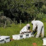 Entrega de colmeias no RS busca recompor apiários perdidos em desastre climático distribuição de colmeias