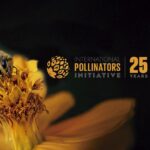 Iniciativa Internacional de Polinizadores: 25 Anos de Compromisso com a Biodiversidade