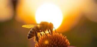 Verão: dicas e cuidados para evitar o excesso de calor nas colmeias