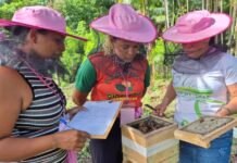 Manual de Meliponicultura para Mulheres valoriza saberes e amplia oportunidades no campo