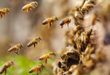 A alegria contagiante das abelhas