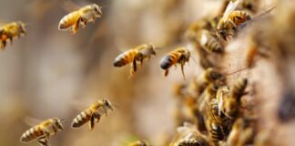 A alegria contagiante das abelhas