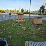 Confira as fotos da Apimondia 2025 53 Galeria de fotos Apimondia 2025