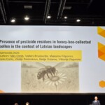 Confira as fotos da Apimondia 2025 34