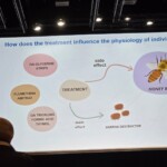 Confira as fotos da Apimondia 2025 23