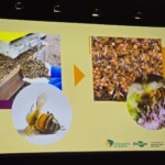 Confira as fotos da Apimondia 2025 20